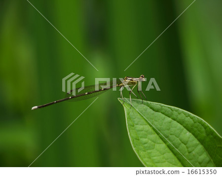 Monosha Tombo 16615350