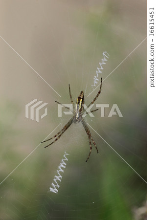 Young bird of Naga Koganegumo 04 16615451