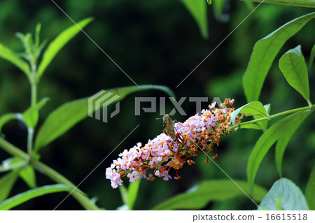 Popular butterfly buttrea Popular butterfly buttrea 16615518