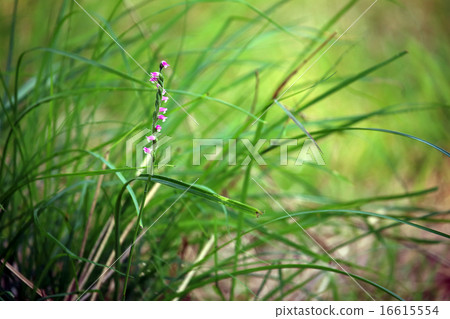 Screw banner (twisted flower) screw run Screw banner (twisted flower) screw run 16615554