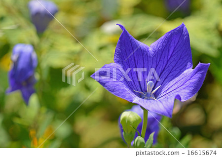 Kikyo (Kikyo) 16615674