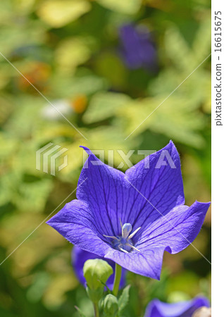 Kikyo (Kikyo) 16615675
