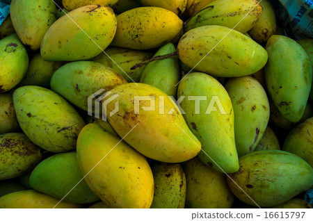 Mango fruit Mango fruit 16615797