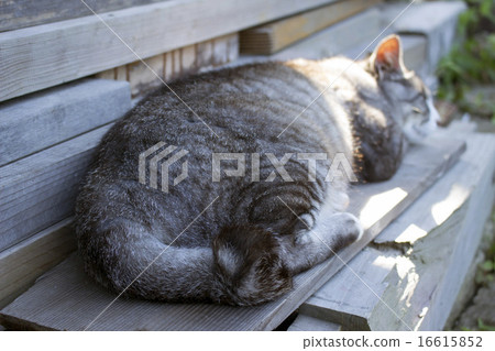 Sleeping in the shade of the day Gray and white mackerel tiger cat 16615852