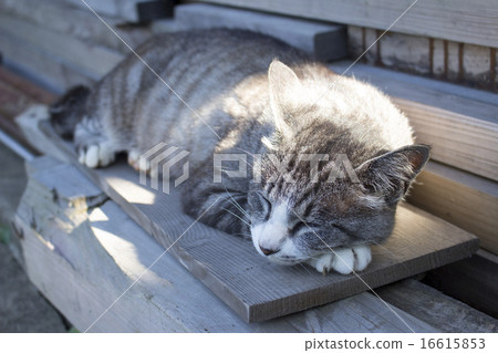 Sleeping in the shade of the day Gray and white mackerel tiger cat Sleeping in the shade of the day Gray and white mackerel tiger cat 16615853