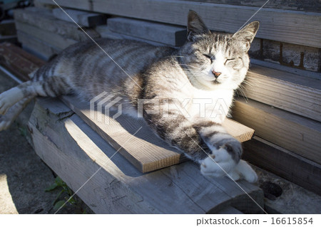 Gray and white mackerel tiger cat wearing sunlight in the daytime 16615854