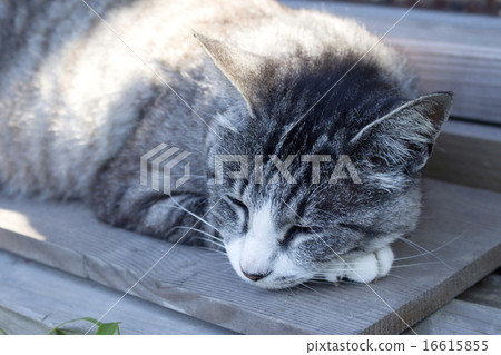 睡在白天灰色和白色鯖魚虎貓的樹蔭下 16615855