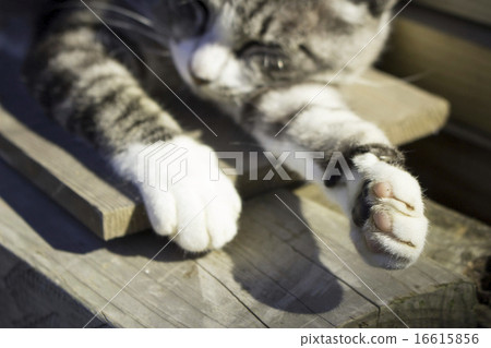 睡在白天灰燼和白鯖虎貓的典當的陰影下 睡在白天灰燼和白鯖虎貓的典當的陰影下 16615856