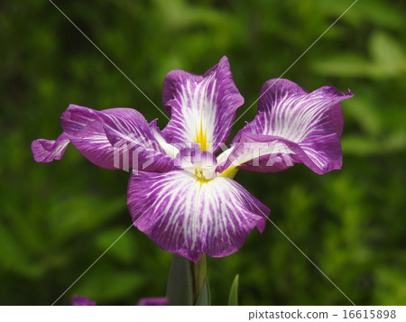 Hana shawub (iris) 16615898