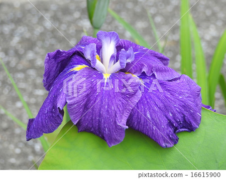 Hana shawub（虹膜） 16615900