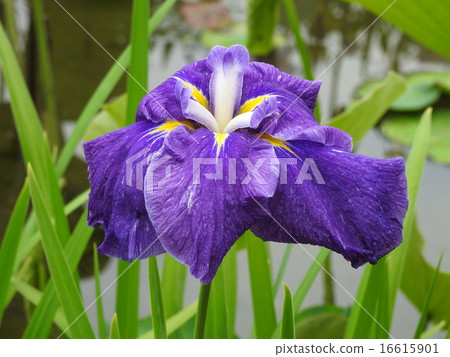 Hana shawub（虹膜） 16615901