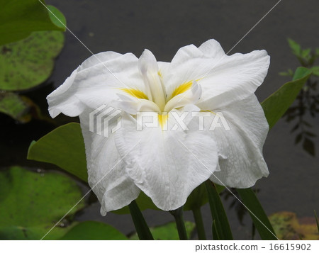 Hana shawub（虹膜） 16615902