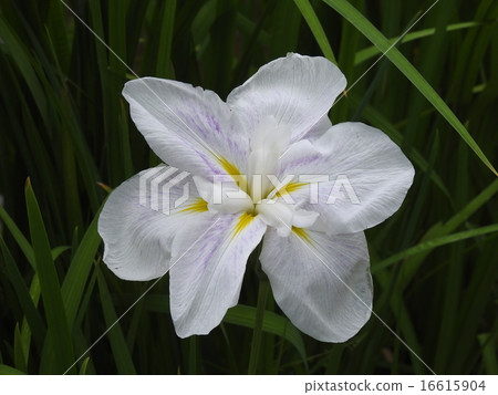 Hana shawub（虹膜） 16615904