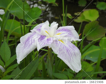 Hana shawub（虹膜） 16615906