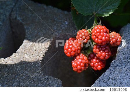 Blackberry  16615998