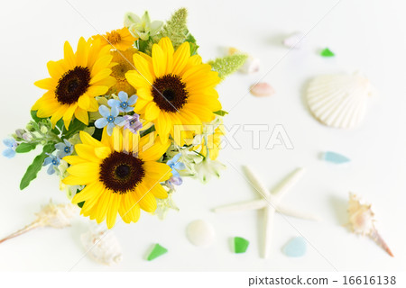 Sunflowers and shells 16616138
