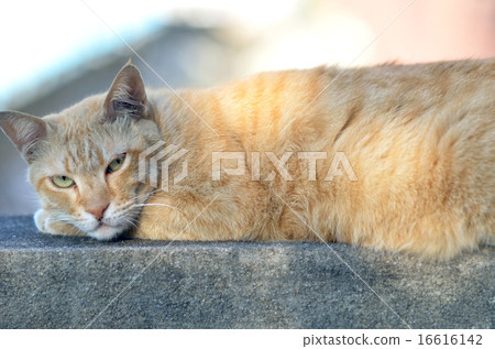 Cat,Cut,Relax Cat,Cut,Relax 16616142