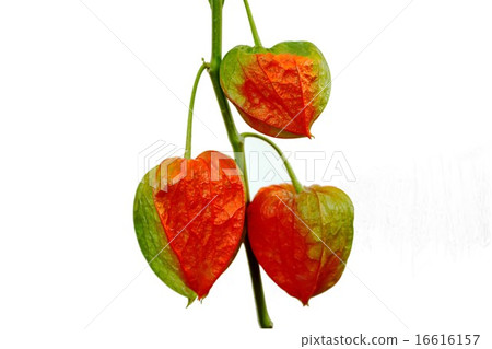 臉頰的顏色從綠色變為紅色，對比度看起來很漂亮。用白色背面表達 16616157