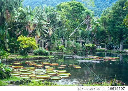 Victoria Regia - the largest water lily 16616307