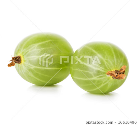 Gooseberries isolated on white background 16616490