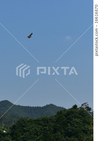 飛過水稻梯田 16616870