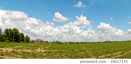field of sugar beets 16617135