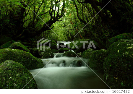 Shiratani Yunizu Gorge 16617422