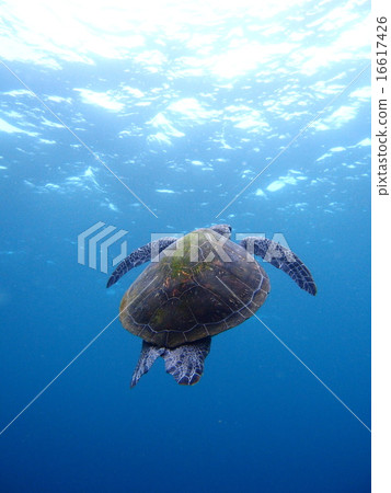 turtle  16617426