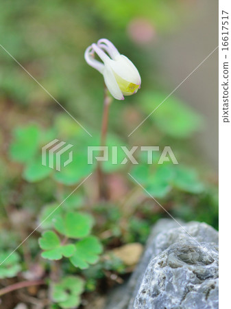 高山的花朵 高山的花朵 16617517