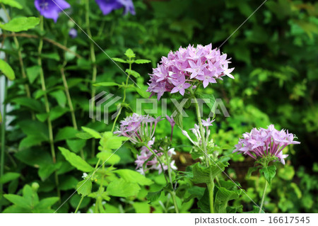 帕納斯卡里[Rubiaceae pentas] 16617545