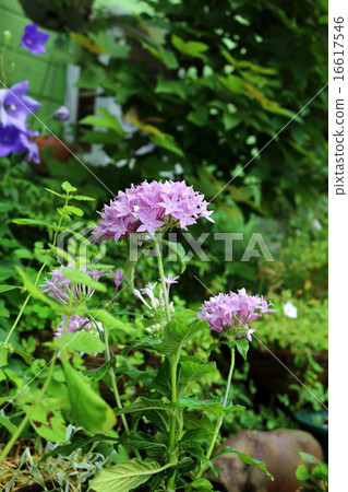 帕納斯卡里[Rubiaceae pentas] 16617546