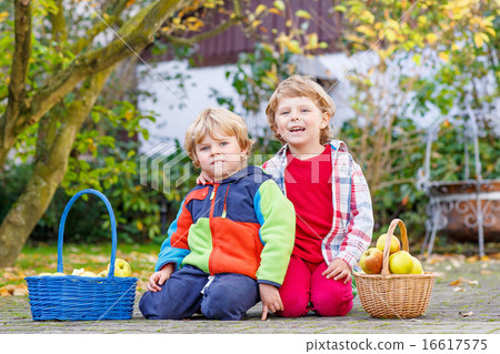 Two adorable little twin kids picking apples 16617575