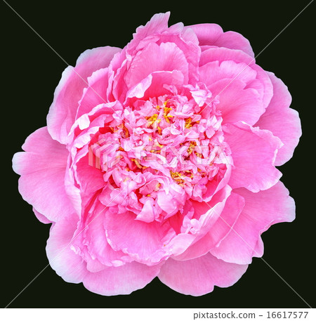 Rare type peony on black background 16617577