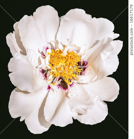 Rare type peony on black background 16617579