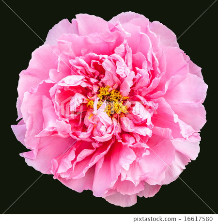Rare type peony on black background 16617580
