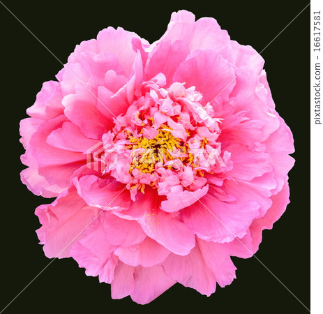 Rare type peony on black background 16617581
