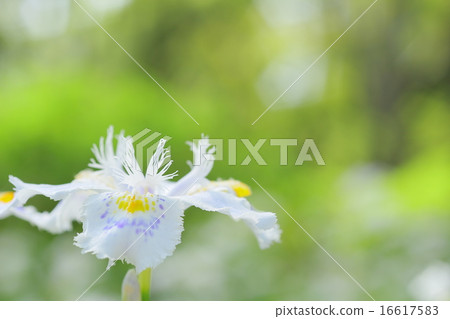 等到薩沙 16617583