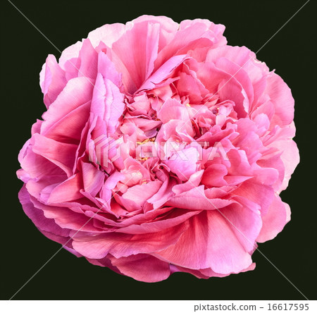 Rare type peony on black background 16617595
