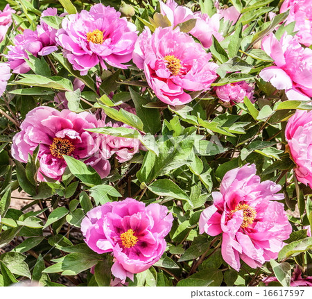 Rare type peonies 16617597
