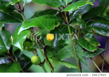 Handkerchief (Fan Grass) 16617605
