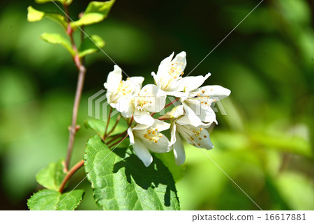 Utagi's white flowers 16617881
