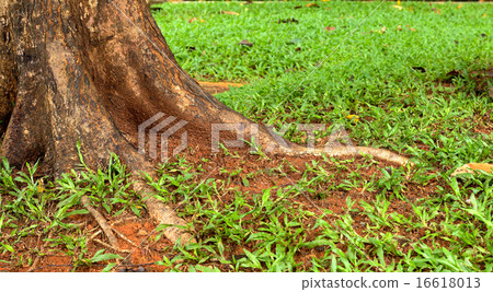 root tree root tree 16618013