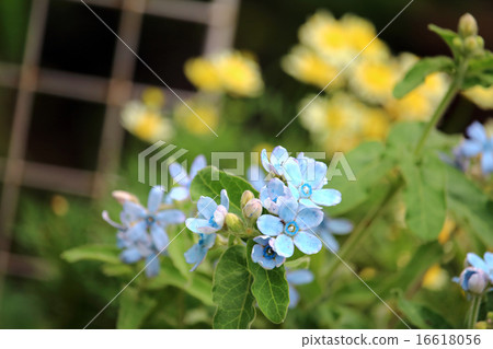 Blue Star (Brewster Brewster) Blue Star (Brewster Brewster) 16618056