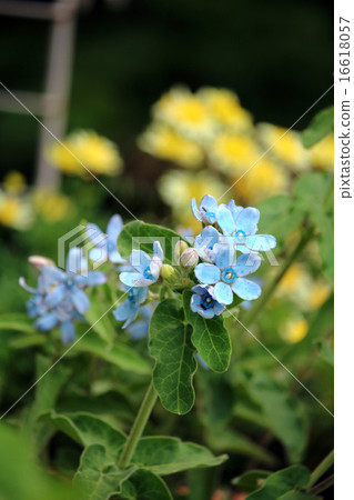 Blue Star (Brewster Brewster) 16618057