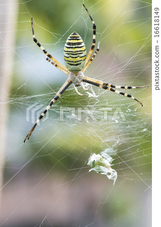 Spider in a garden Spider in a garden 16618149