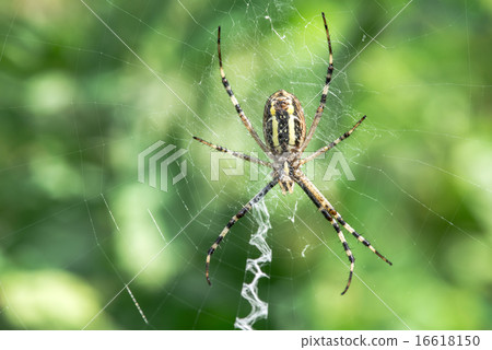 Spider in a garden 16618150