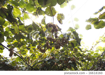 Kiwi plant 16618160