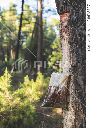 Collect of resin on tree Collect of resin on tree 16618257