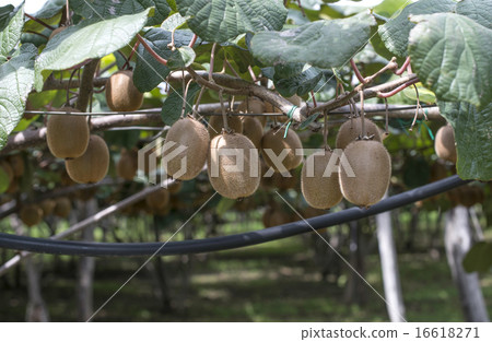 Kiwi plant 16618271
