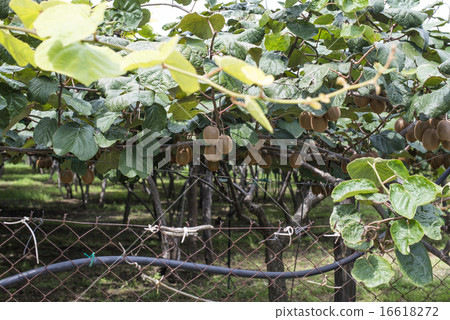 Kiwi plant 16618272